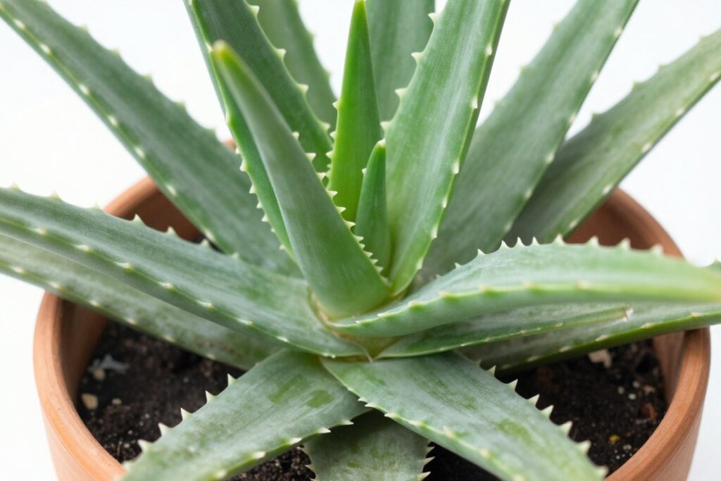 Aloe vera plant with thick, spiky succulent leaves
