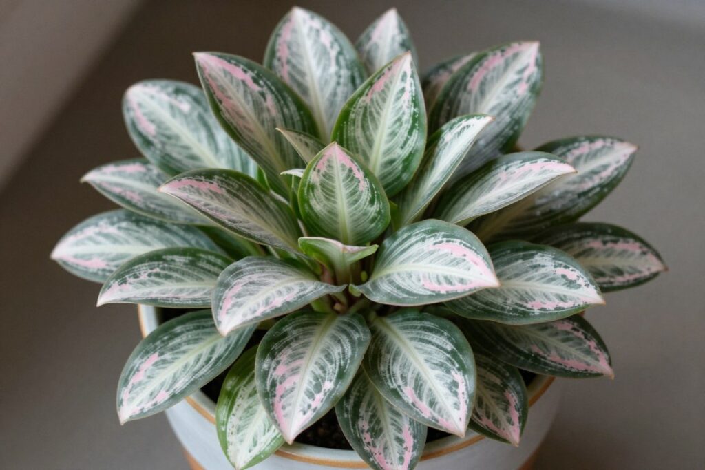 Chinese evergreen with patterned leaves in shades of green, pink and silver